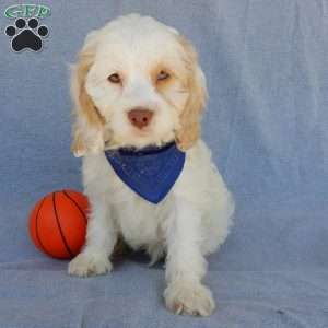 Lucky, Cockapoo Puppy