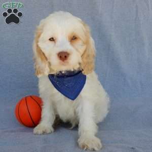 Lucky, Cockapoo Puppy