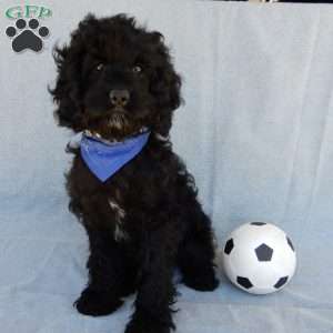 Smokey, Cockapoo Puppy