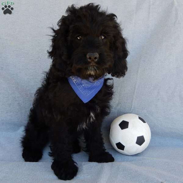 Smokey, Cockapoo Puppy