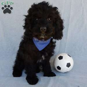 Smokey, Cockapoo Puppy