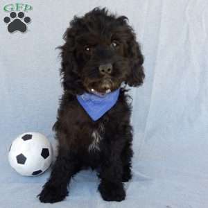 Smokey, Cockapoo Puppy