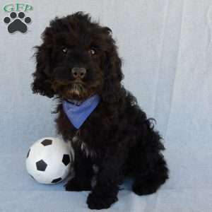 Smokey, Cockapoo Puppy