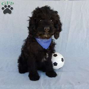 Smokey, Cockapoo Puppy