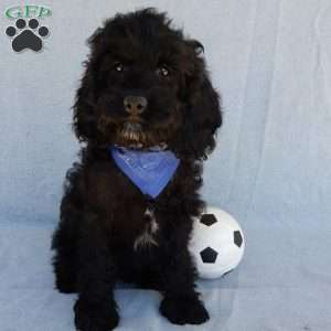 Smokey, Cockapoo Puppy