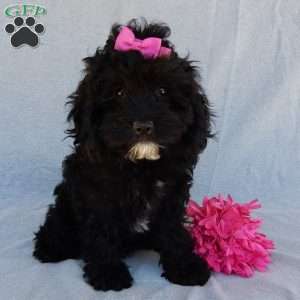 Millie, Cockapoo Puppy