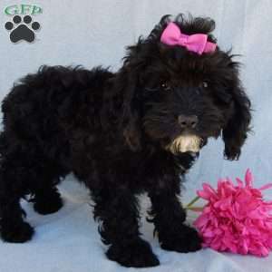 Millie, Cockapoo Puppy