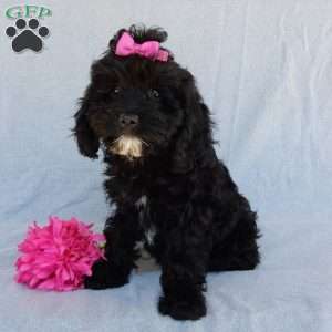 Millie, Cockapoo Puppy