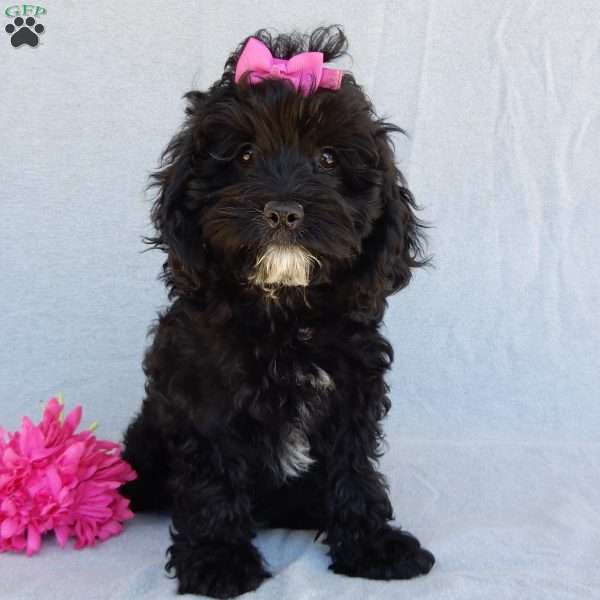 Millie, Cockapoo Puppy