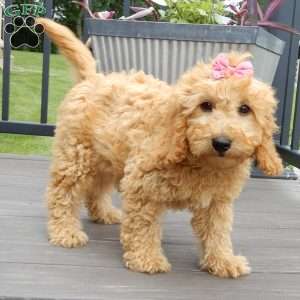 Lela-(medium), Goldendoodle Puppy