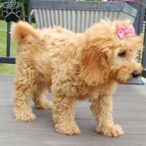 Lela-(medium), Goldendoodle Puppy