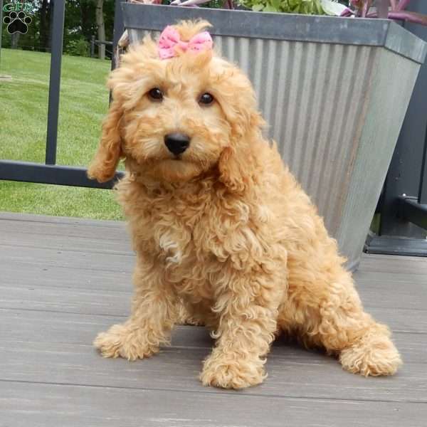 Lela-(medium), Goldendoodle Puppy
