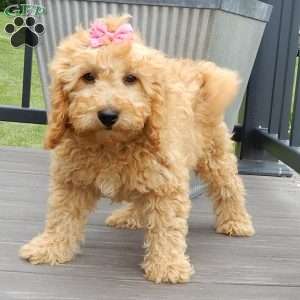Lela-(medium), Goldendoodle Puppy