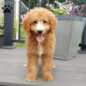 Douglas, Mini Goldendoodle Puppy