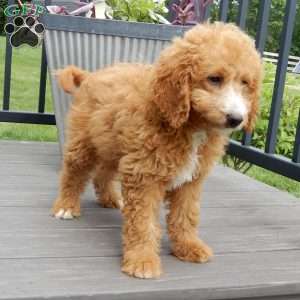 Douglas, Mini Goldendoodle Puppy