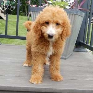 Douglas, Mini Goldendoodle Puppy