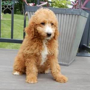 Douglas, Mini Goldendoodle Puppy