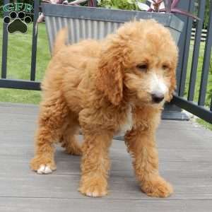 Douglas, Mini Goldendoodle Puppy