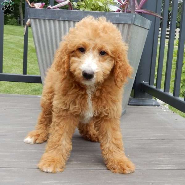 Douglas, Mini Goldendoodle Puppy