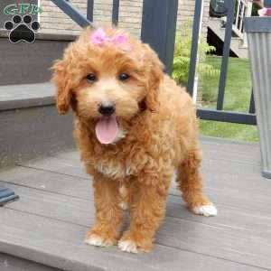 Betsie, Mini Goldendoodle Puppy