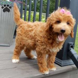 Betsie, Mini Goldendoodle Puppy