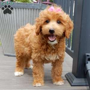 Betsie, Mini Goldendoodle Puppy