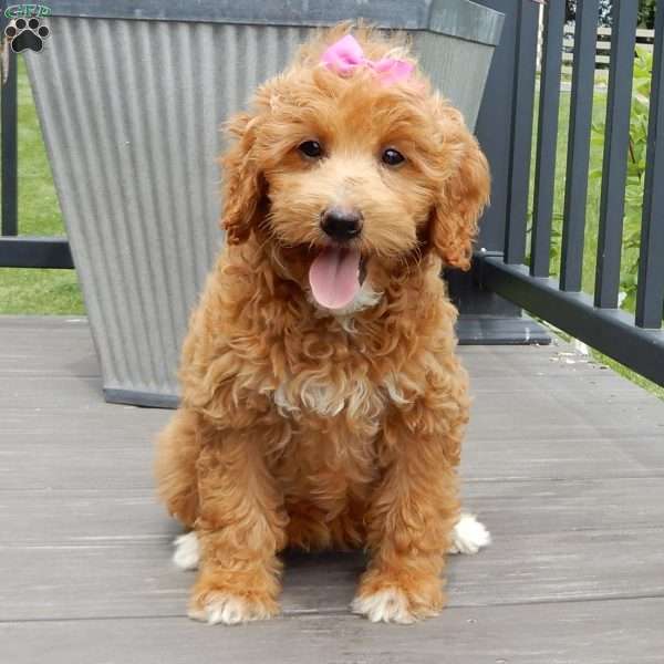 Betsie, Mini Goldendoodle Puppy