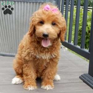 Betsie, Mini Goldendoodle Puppy