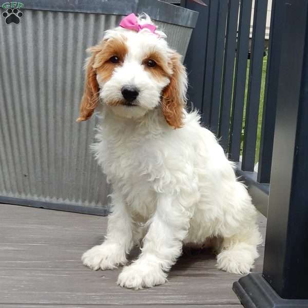Princess-(Medium), Goldendoodle Puppy