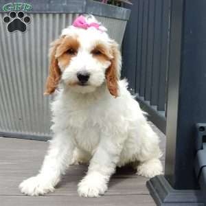 Princess-(Medium), Goldendoodle Puppy