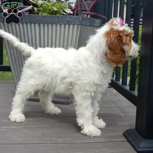 Princess-(Medium), Goldendoodle Puppy