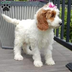Princess-(Medium), Goldendoodle Puppy