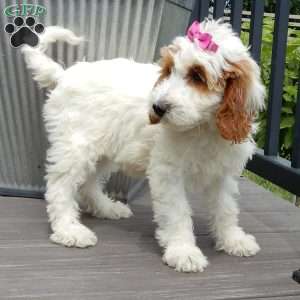 Princess-(Medium), Goldendoodle Puppy