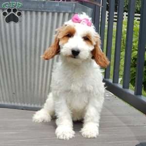 Princess-(Medium), Goldendoodle Puppy