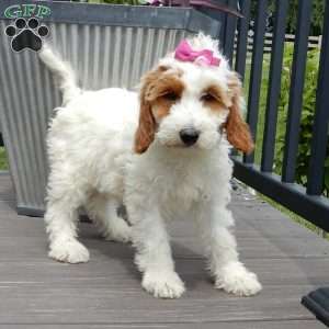 Princess-(Medium), Goldendoodle Puppy