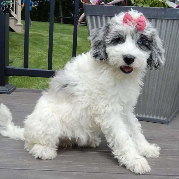 Willow, Mini Sheepadoodle Puppy