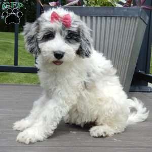 Willow, Mini Sheepadoodle Puppy