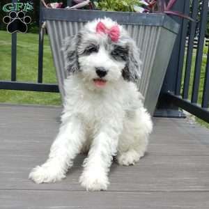 Willow, Mini Sheepadoodle Puppy