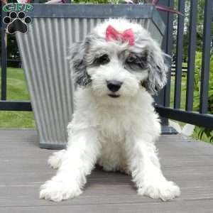 Willow, Mini Sheepadoodle Puppy