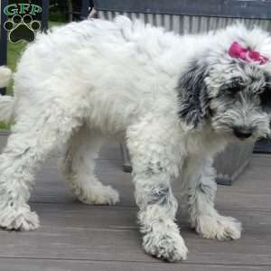 Brooke, Mini Sheepadoodle Puppy