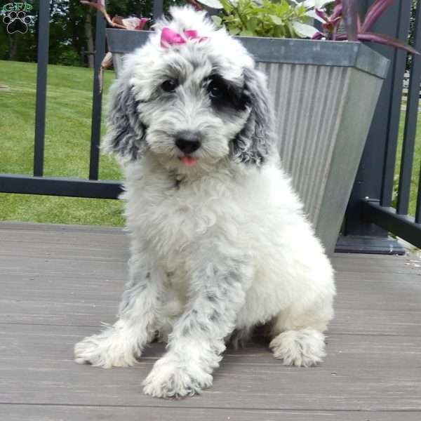 Brooke, Mini Sheepadoodle Puppy