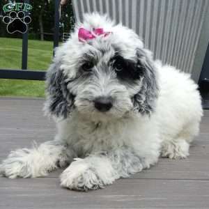 Brooke, Mini Sheepadoodle Puppy