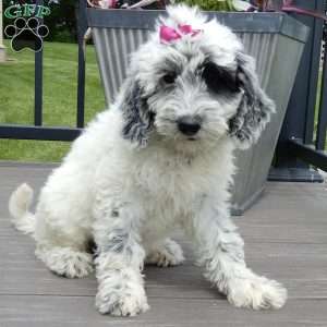 Brooke, Mini Sheepadoodle Puppy