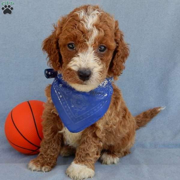 Milo, Mini Goldendoodle Puppy