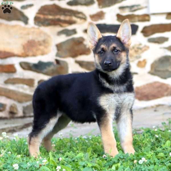Rachel, German Shepherd Puppy
