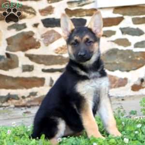 Rachel, German Shepherd Puppy