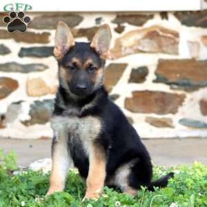 Rachel, German Shepherd Puppy