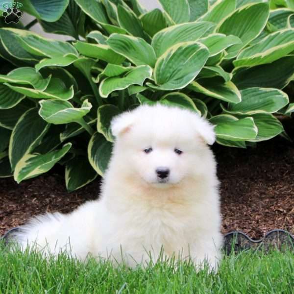 Rainbow, Samoyed Puppy