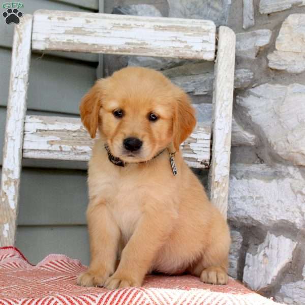 Raine, Golden Retriever Puppy