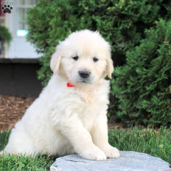 Rambo, English Cream Golden Retriever Puppy